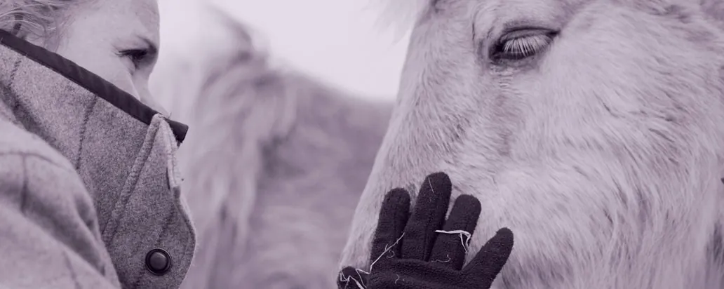 A woman and a grey horse face to face, in a purple-toned photo