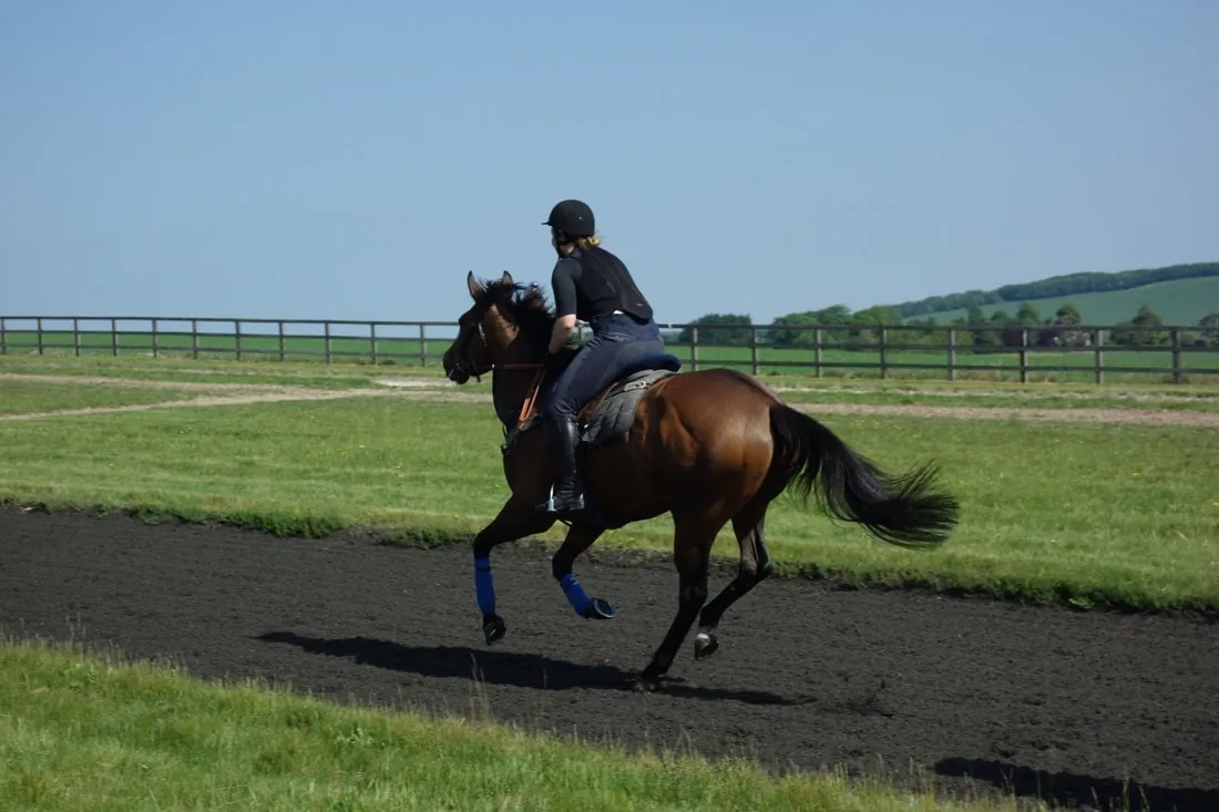 A rider cantering a bay horse on a track beside the fields